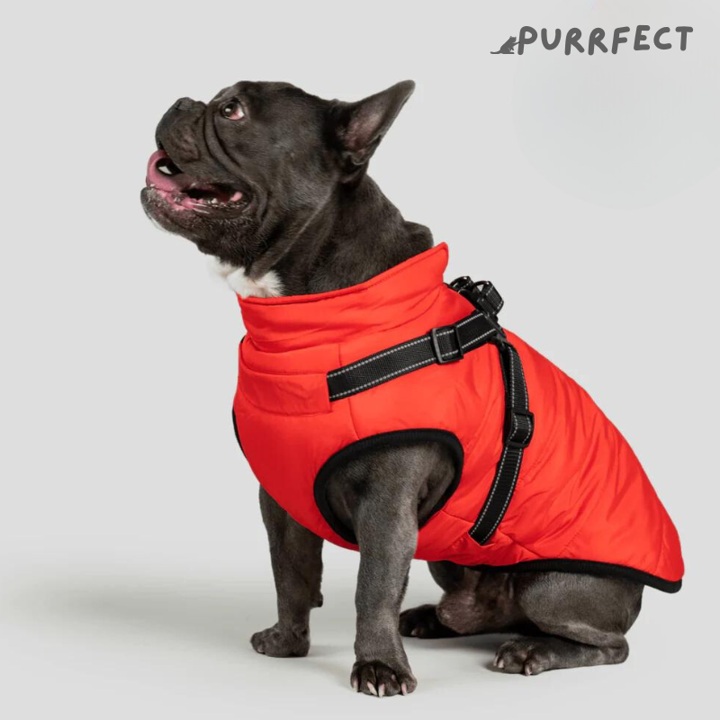 Winter Dog Jacket - Purrfect®