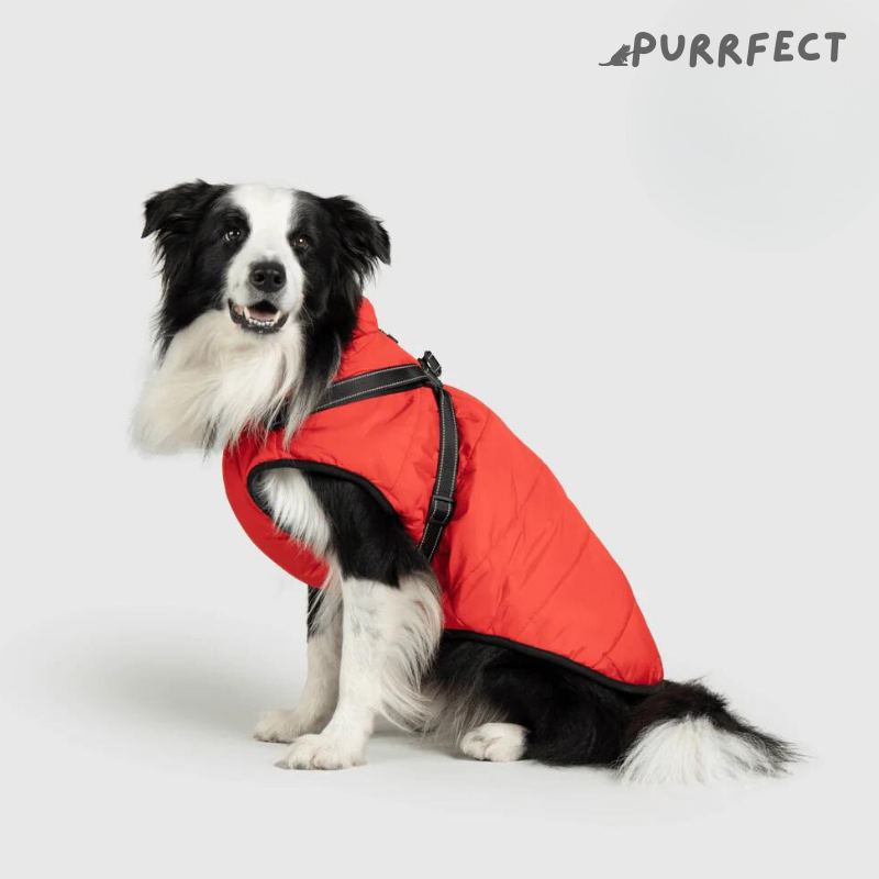 Winter Dog Jacket - Purrfect®