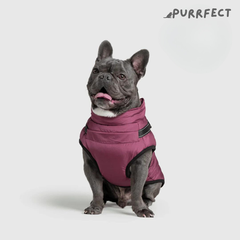 Winter Dog Jacket - Purrfect®