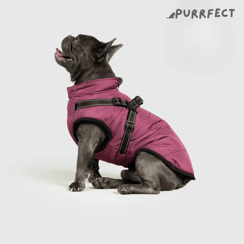 Winter Dog Jacket - Purrfect®