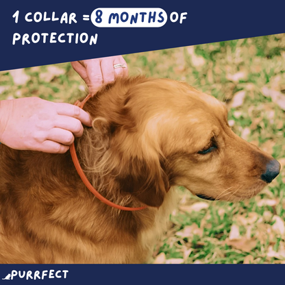 Flea & Tick Collar - Purrfect®