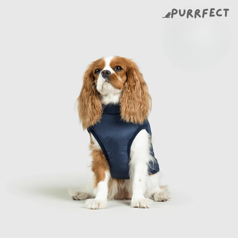 Winter Dog Jacket - Purrfect®