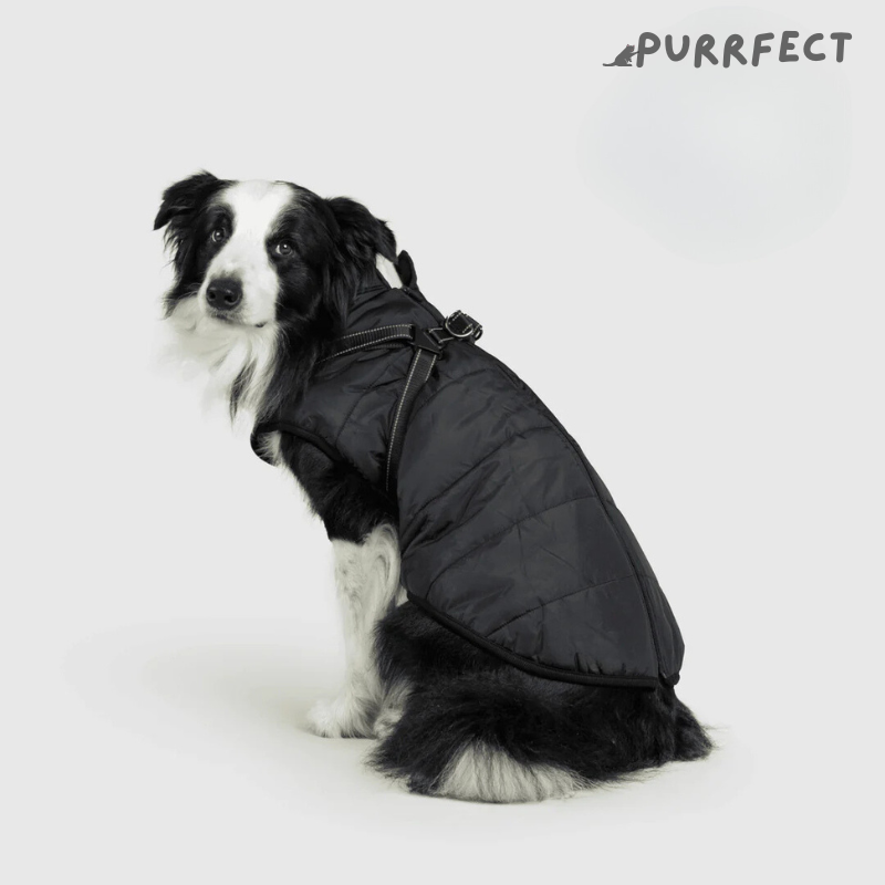 Winter Dog Jacket - Purrfect®