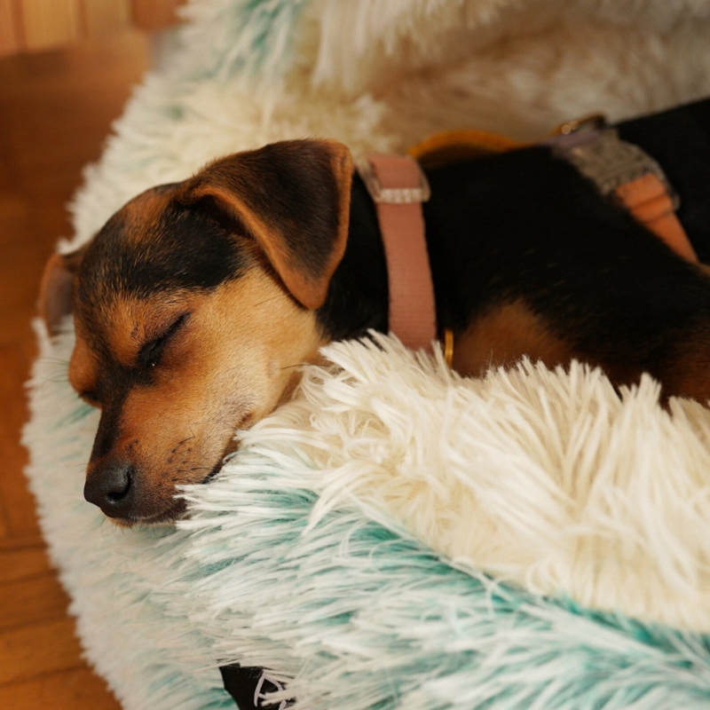 Dog Cocoon Bed - Purrfect®