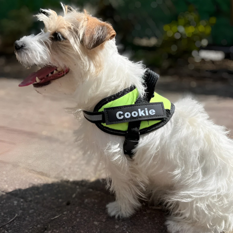 Personalized Dog Harness - Purrfect®