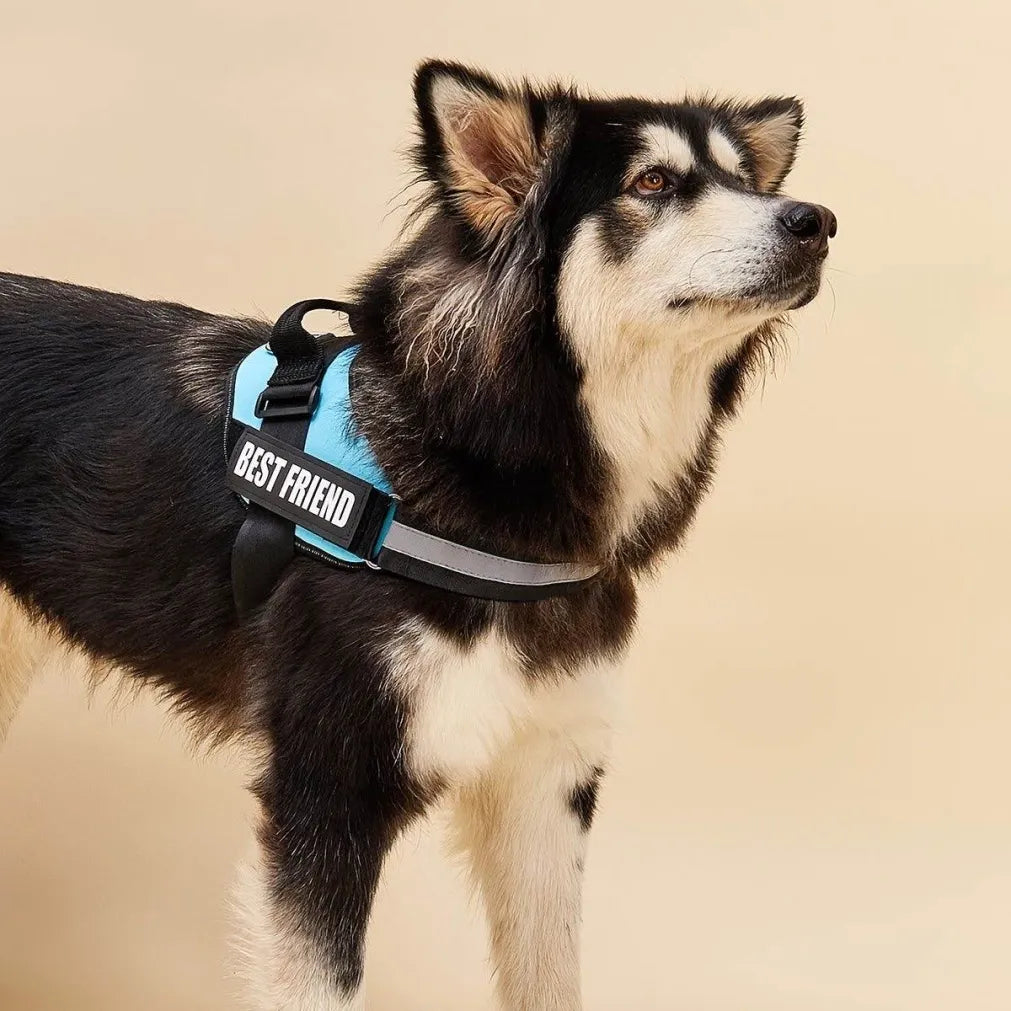 Personalized Dog Harness - Purrfect®