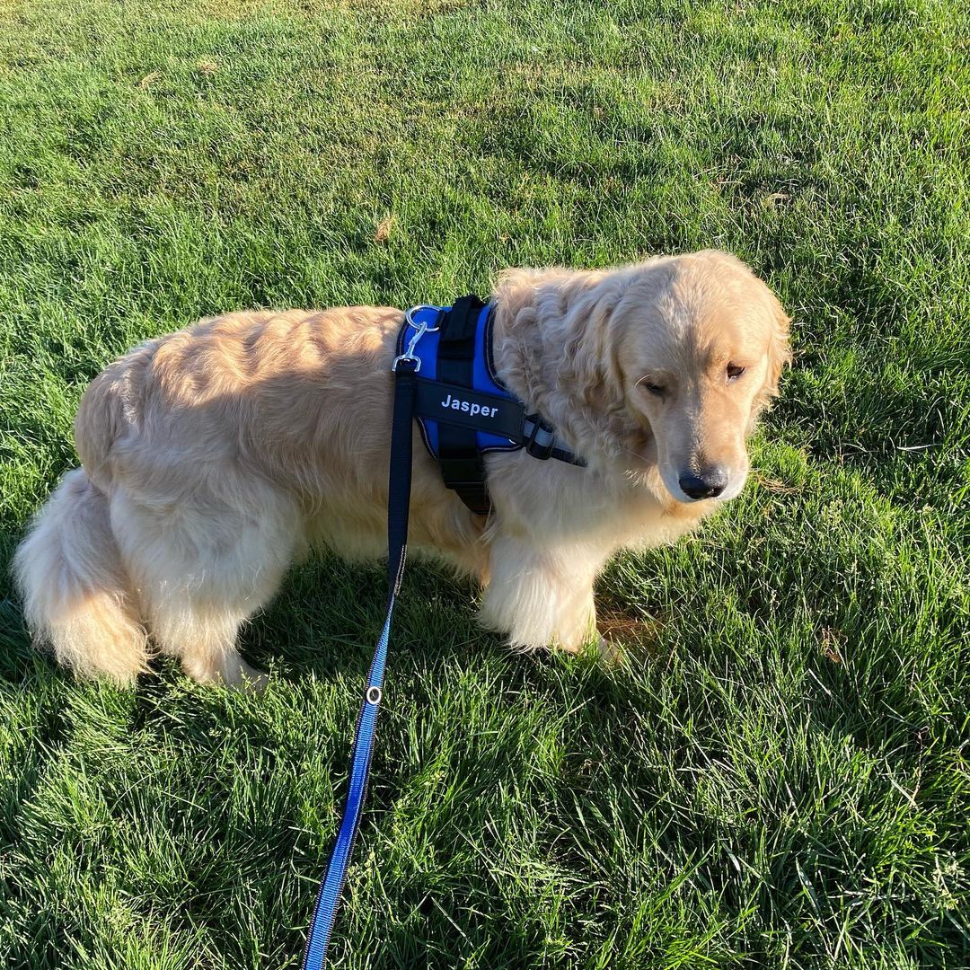 Personalized Dog Harness - Purrfect®