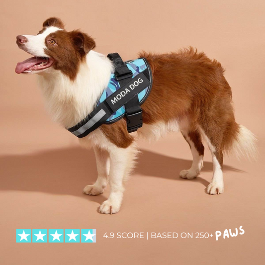 Personalized Dog Harness - Purrfect®