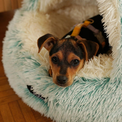 Dog Cocoon Bed - Purrfect®